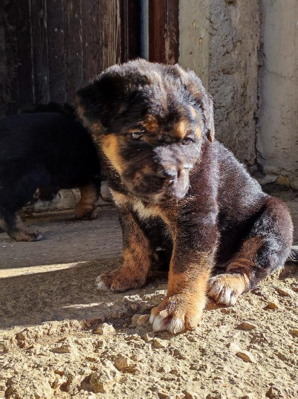 Cuccioli incrocio Corso Foto 6